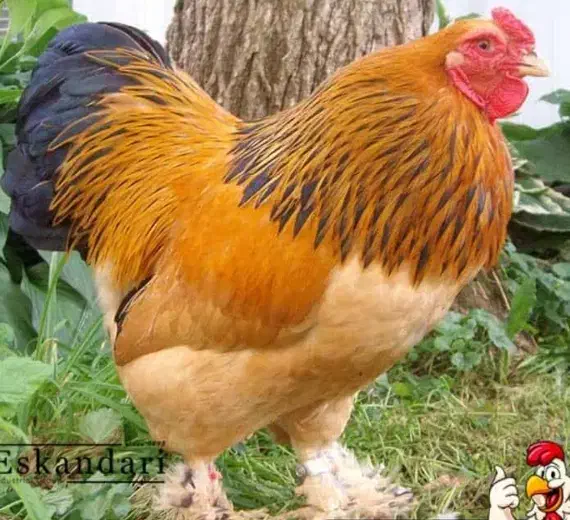 جوجه یکروزه برهما.گلین.گردن لخت.محلی.|حیوانات مزرعه|اردبیل, |دیوار