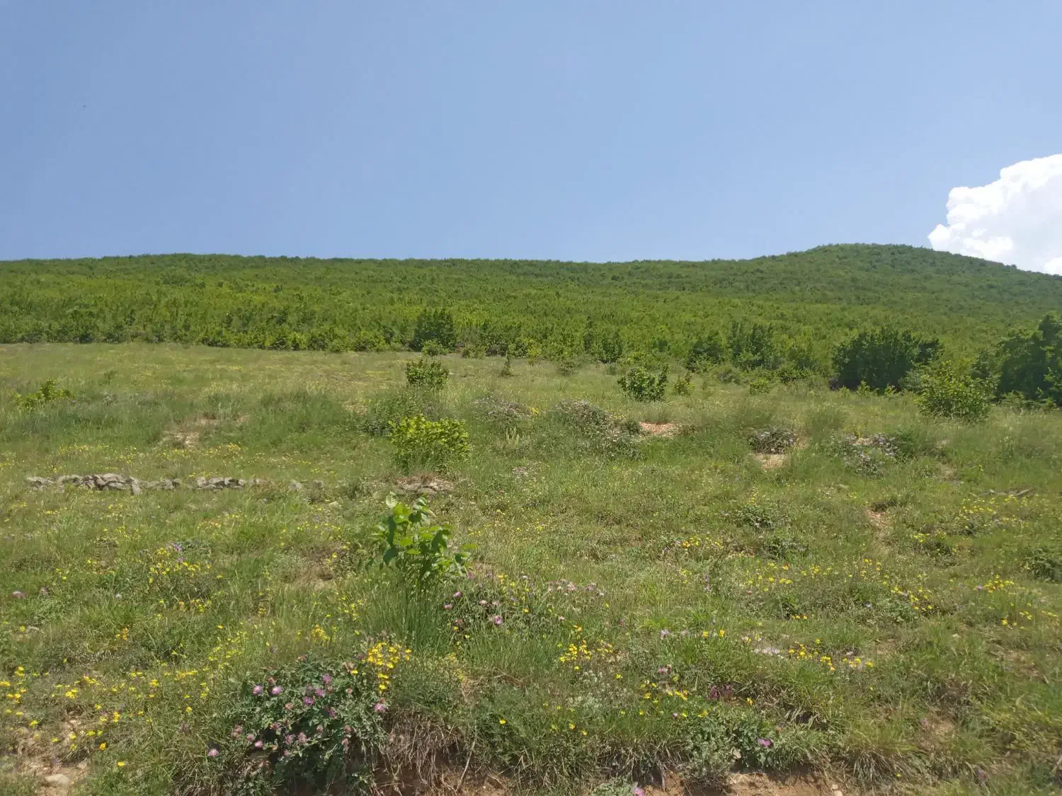 فروش زمین واقع در لرگان نقد و اقساط|فروش زمین و ملک کلنگی|کجور, |دیوار