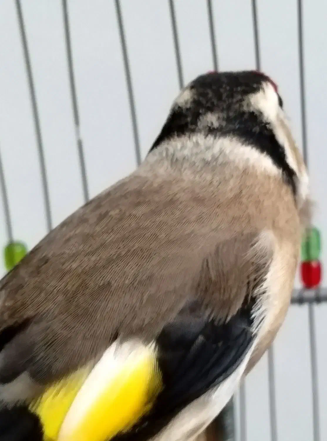 معاوضه با سهره|پرنده|بروجرد, |دیوار