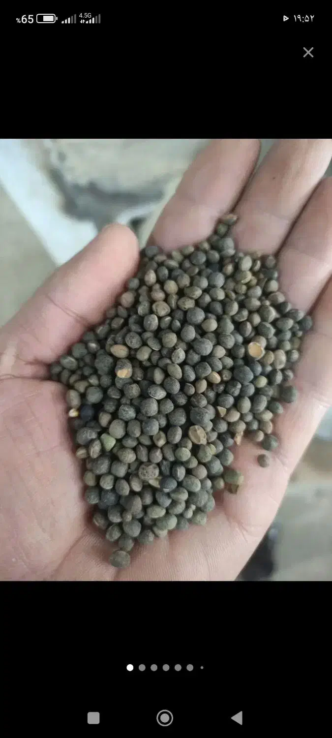 خرید گندم جو سیاه دانه گاودانه تخم کتان نخود سیاه|خدمات باغبانی و درختکاری|اردبیل, |دیوار