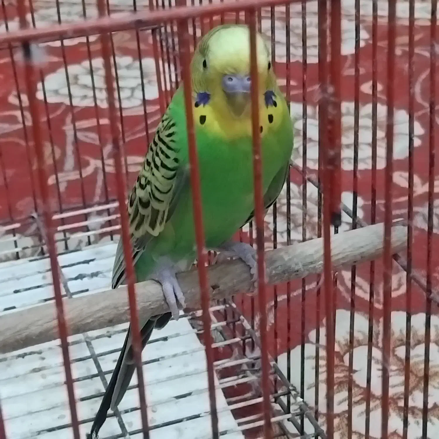 مرغ عشق ویک عدد کفش ایمنی|پرنده|بندر ماهشهر, |دیوار