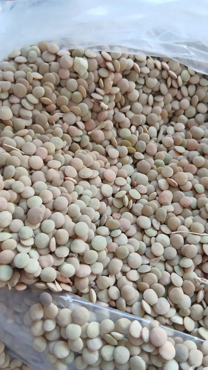 عدس|خوردنی و آشامیدنی|کارزان, |دیوار