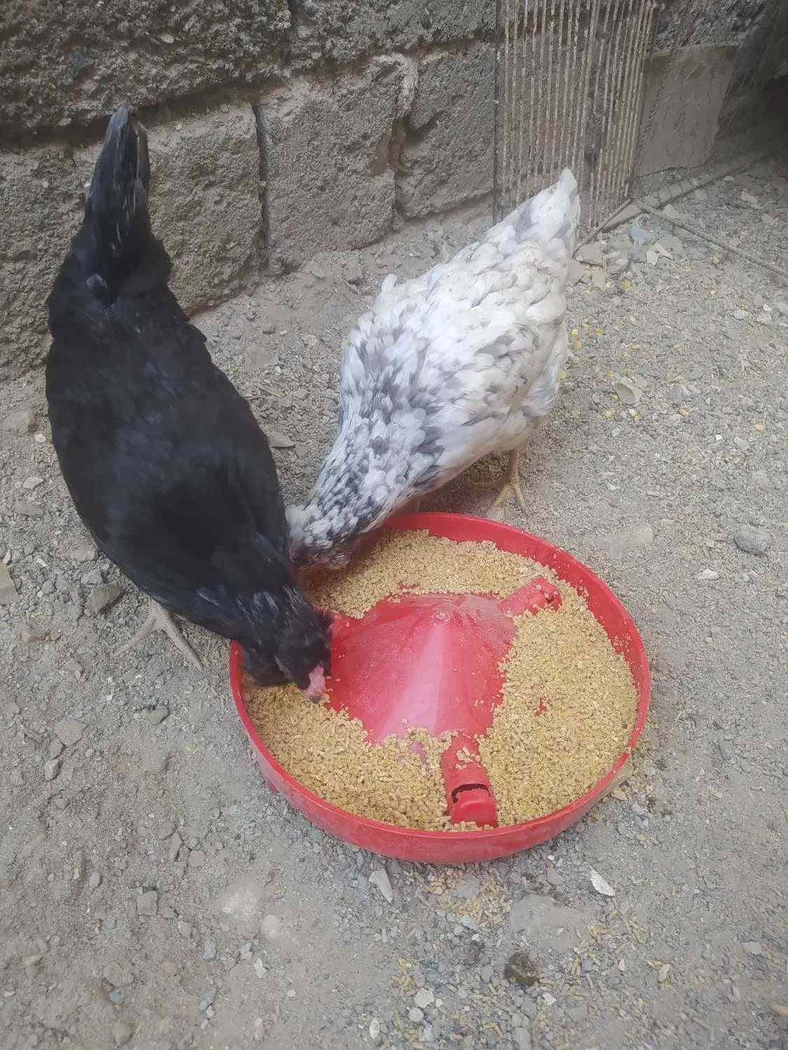 دو عدد مرغ گلین فروشی دونه ۵۰۰|حیوانات مزرعه|کهنوج, |دیوار