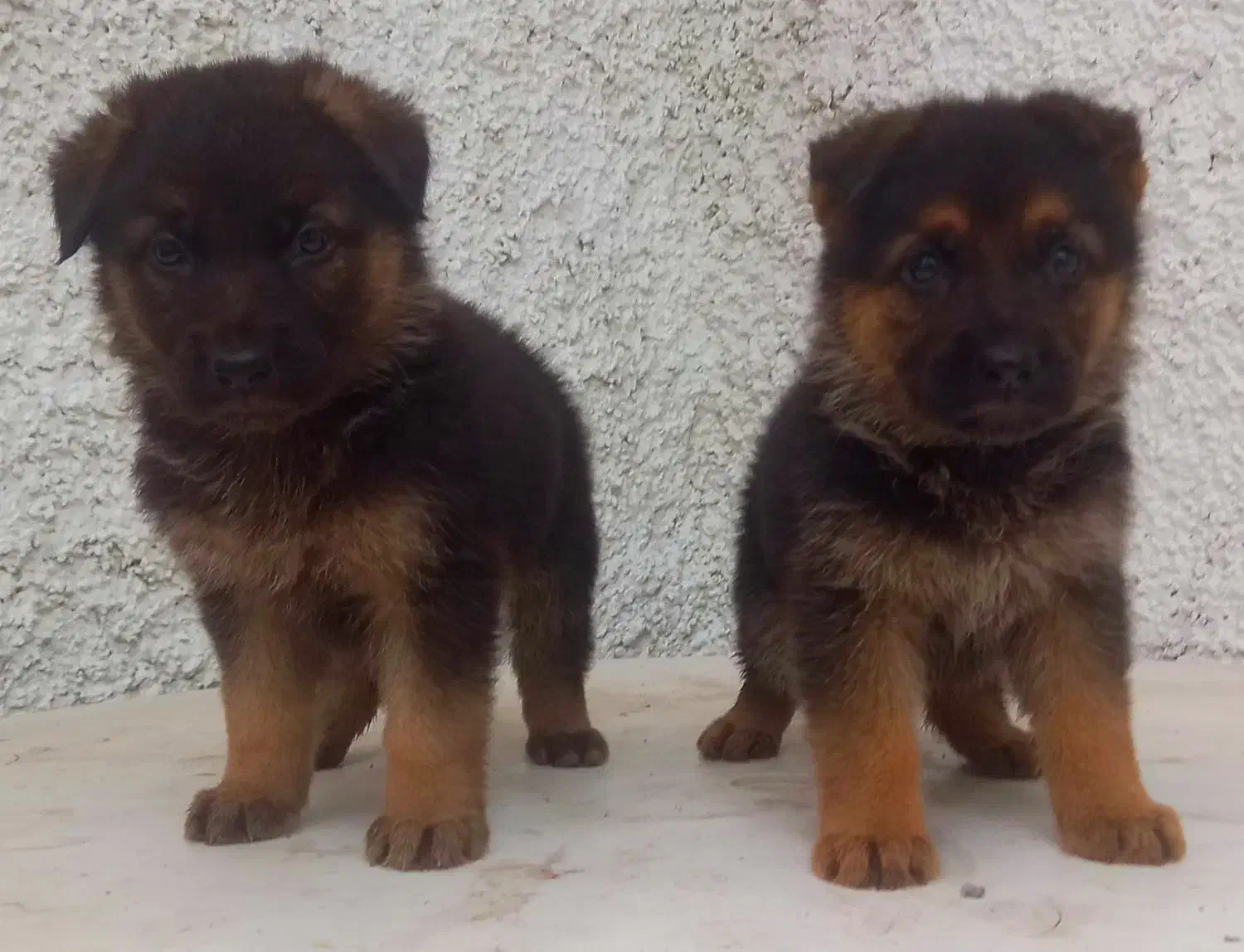 سگ ژرمن شیپرد جرمن کینگ سایز موکوتاه توله (ماده)|سگ|تهران, آبشار|دیوار