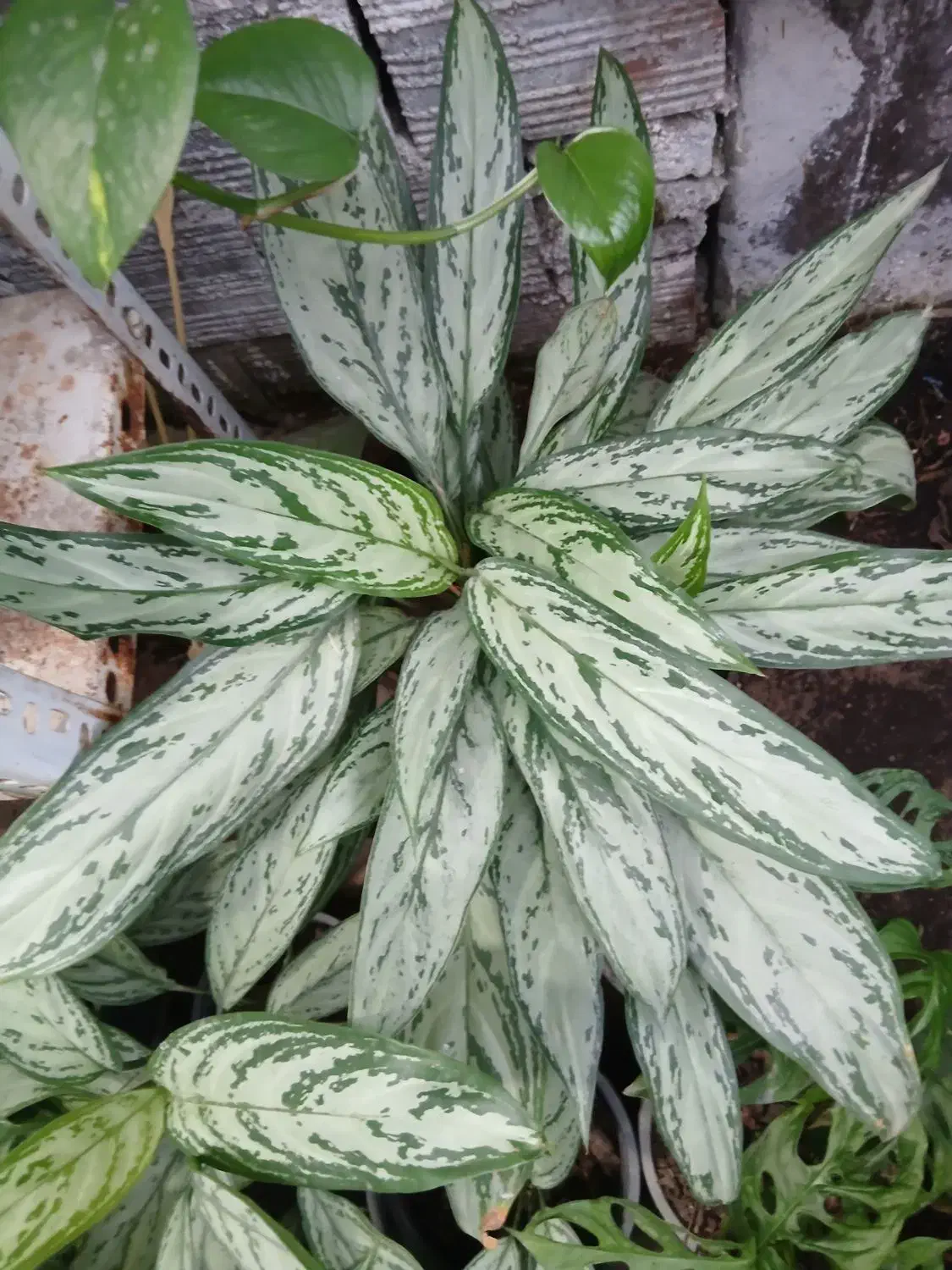 گل و گیاه|گل و گیاه طبیعی|گرگان, |دیوار