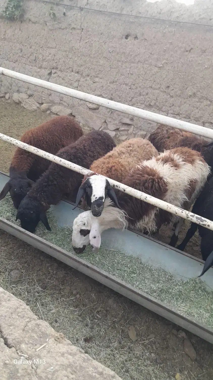 گوسفند چاق|حیوانات مزرعه|خنداب, |دیوار