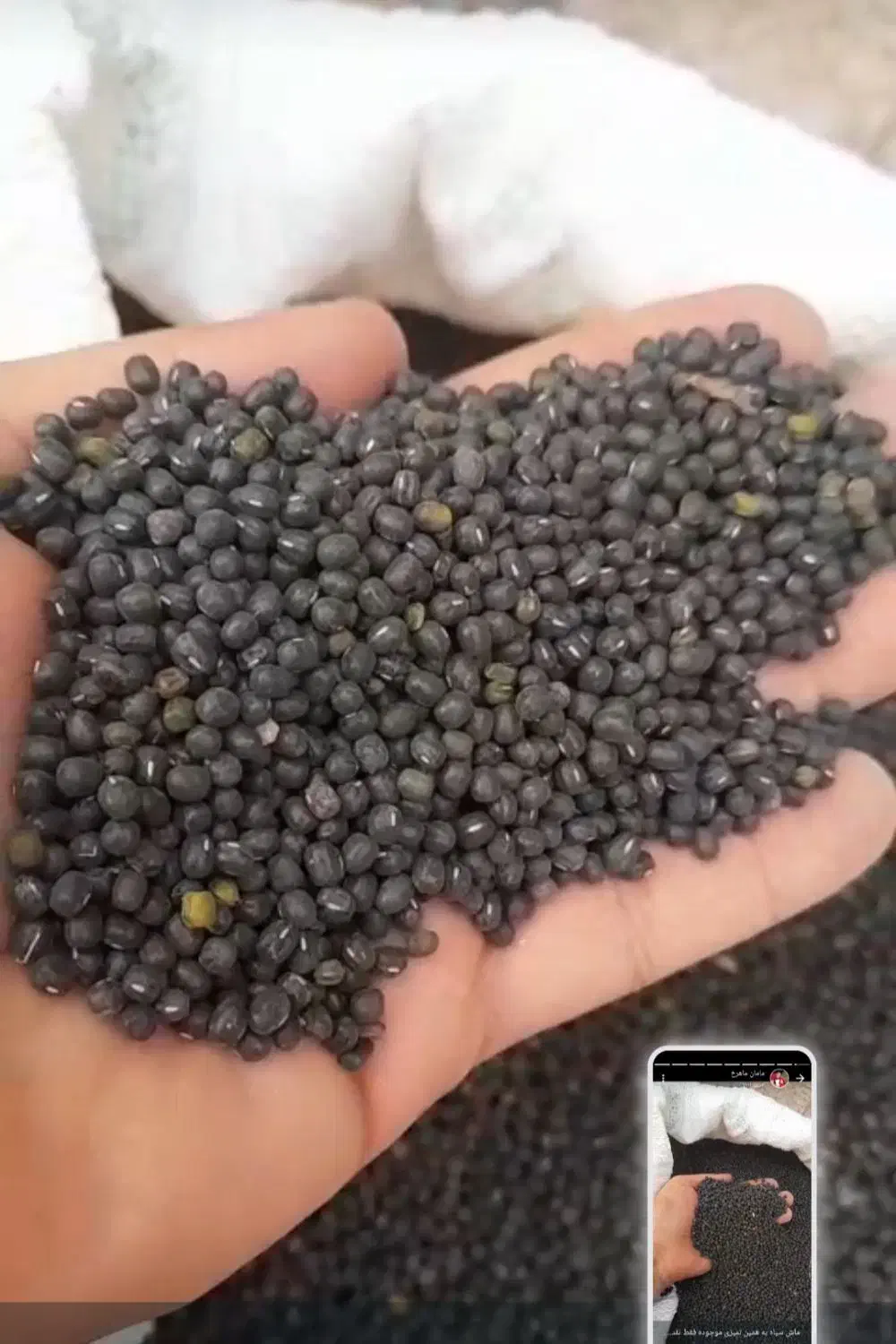 ماش سیاه و سبزی وادویه جات خوزستان|خوردنی و آشامیدنی|بروجن, |دیوار