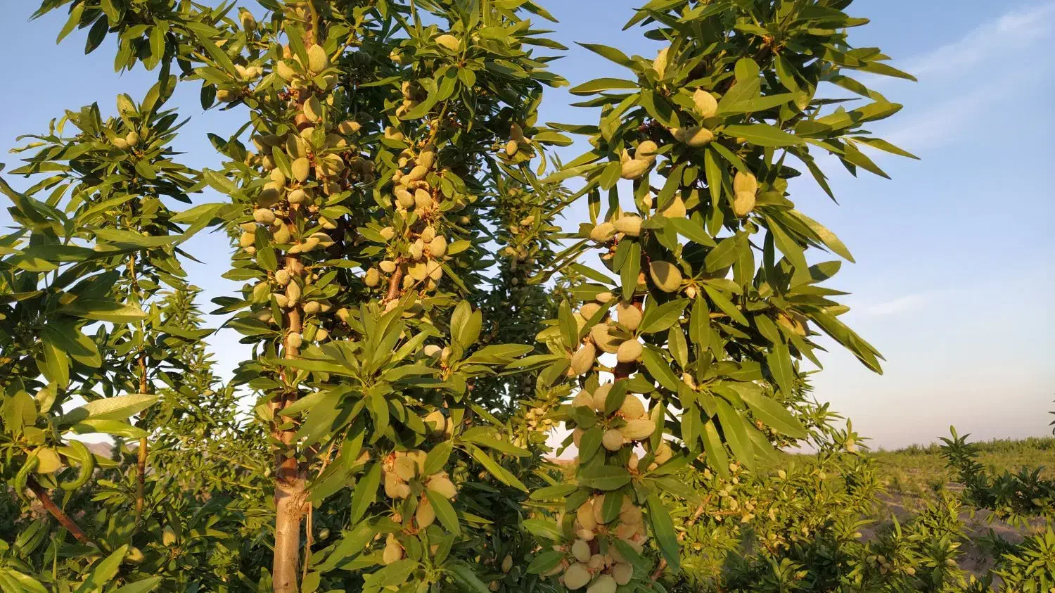 ۲۲۰متر تجاری گمنام فروشی یا معاوضه|فروش زمین و ملک کلنگی|نیشابور, گمنام غربی|دیوار