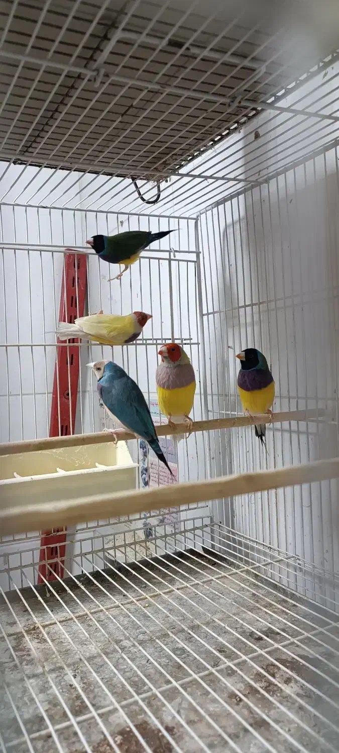 فنچ گلدین|پرنده|ساری, |دیوار