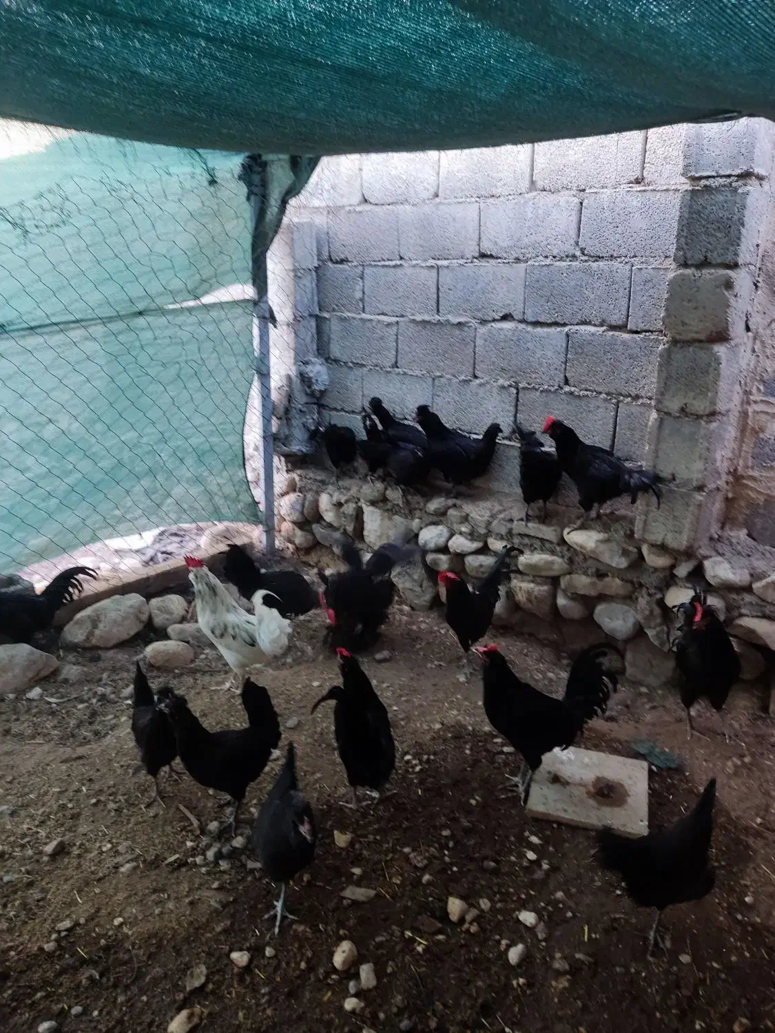 فروش مرغ وخروس محلی اصل|حیوانات مزرعه|خورموج, |دیوار