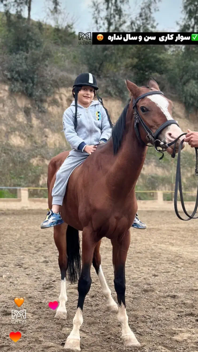 مادیان ترکمن آخال با رگ خونی بالا|اسب و تجهیزات اسبسواری|گرگان, |دیوار