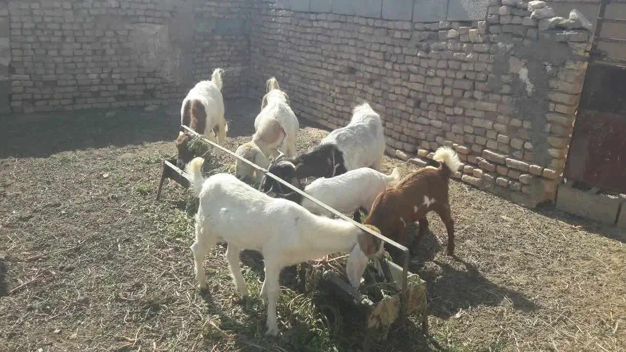 ۶عددبزبه همراه۳بزغاله|حیوانات مزرعه|بجستان, |دیوار