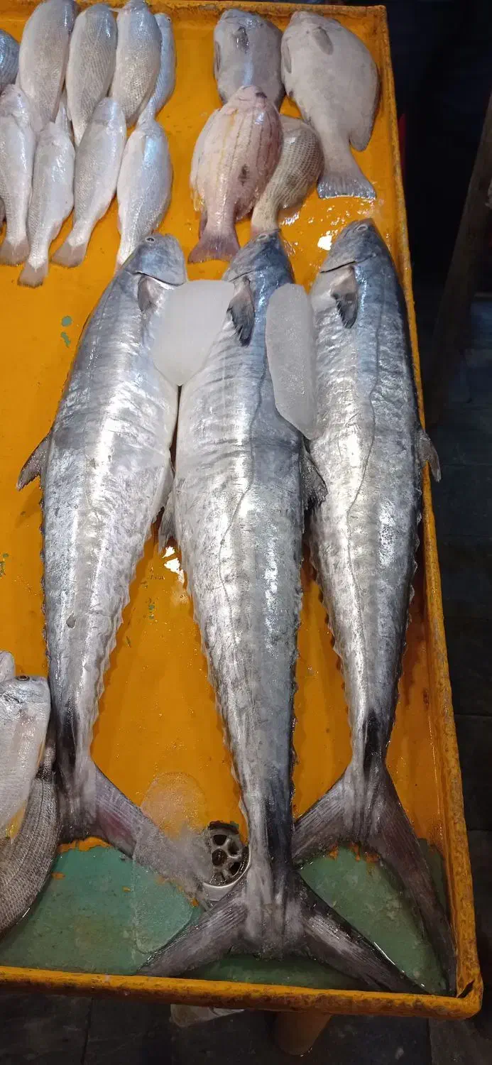 انواع ماهی و میگو بندرهندیجان|خوردنی و آشامیدنی|قم, جوی شور|دیوار