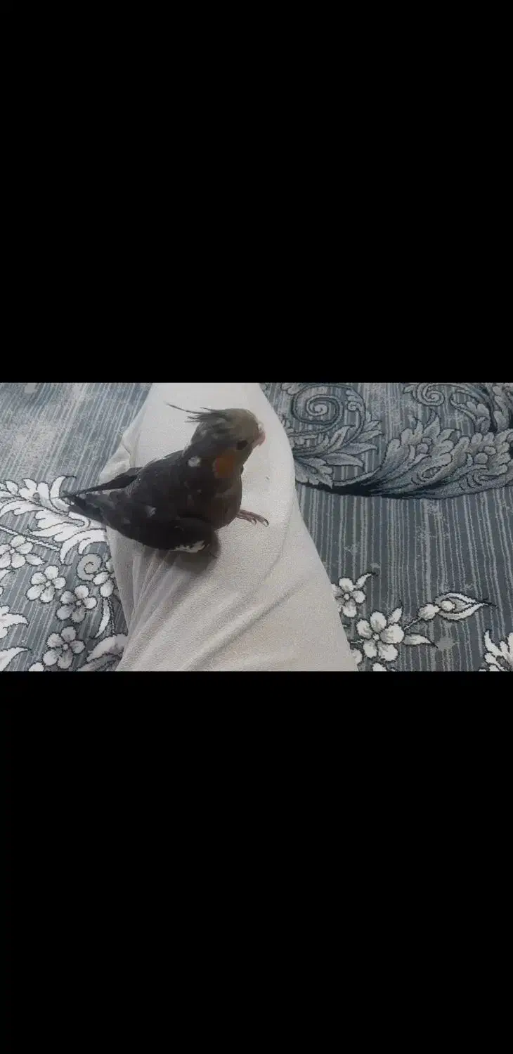 عروس هلندی گم شده|حیوانات|رباطکریم, شهرک صنعتی نصیرآباد|دیوار