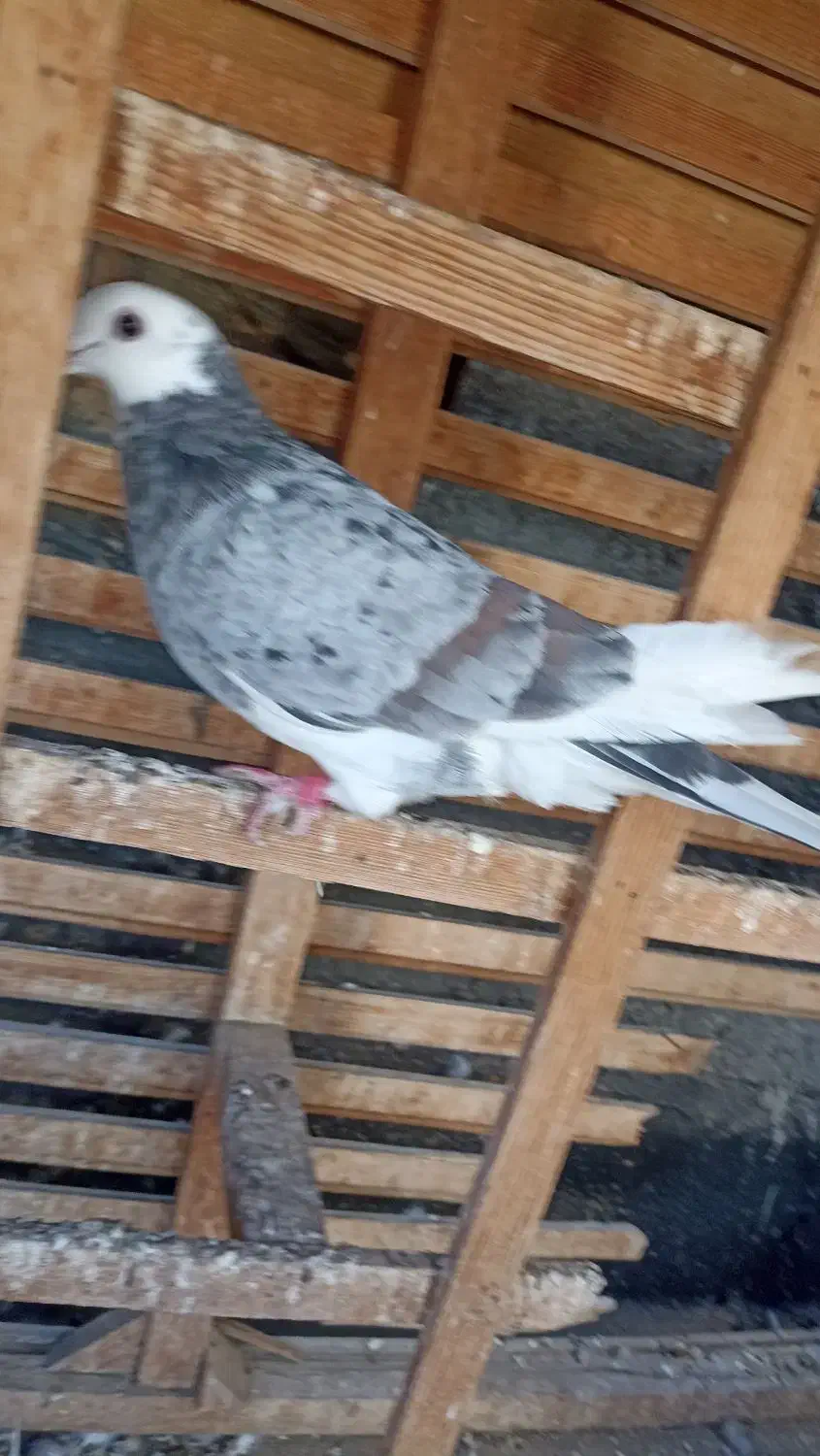 شازده هفرنگ ماده قولدور  پرشی بشرط|پرنده|طرقبه, |دیوار