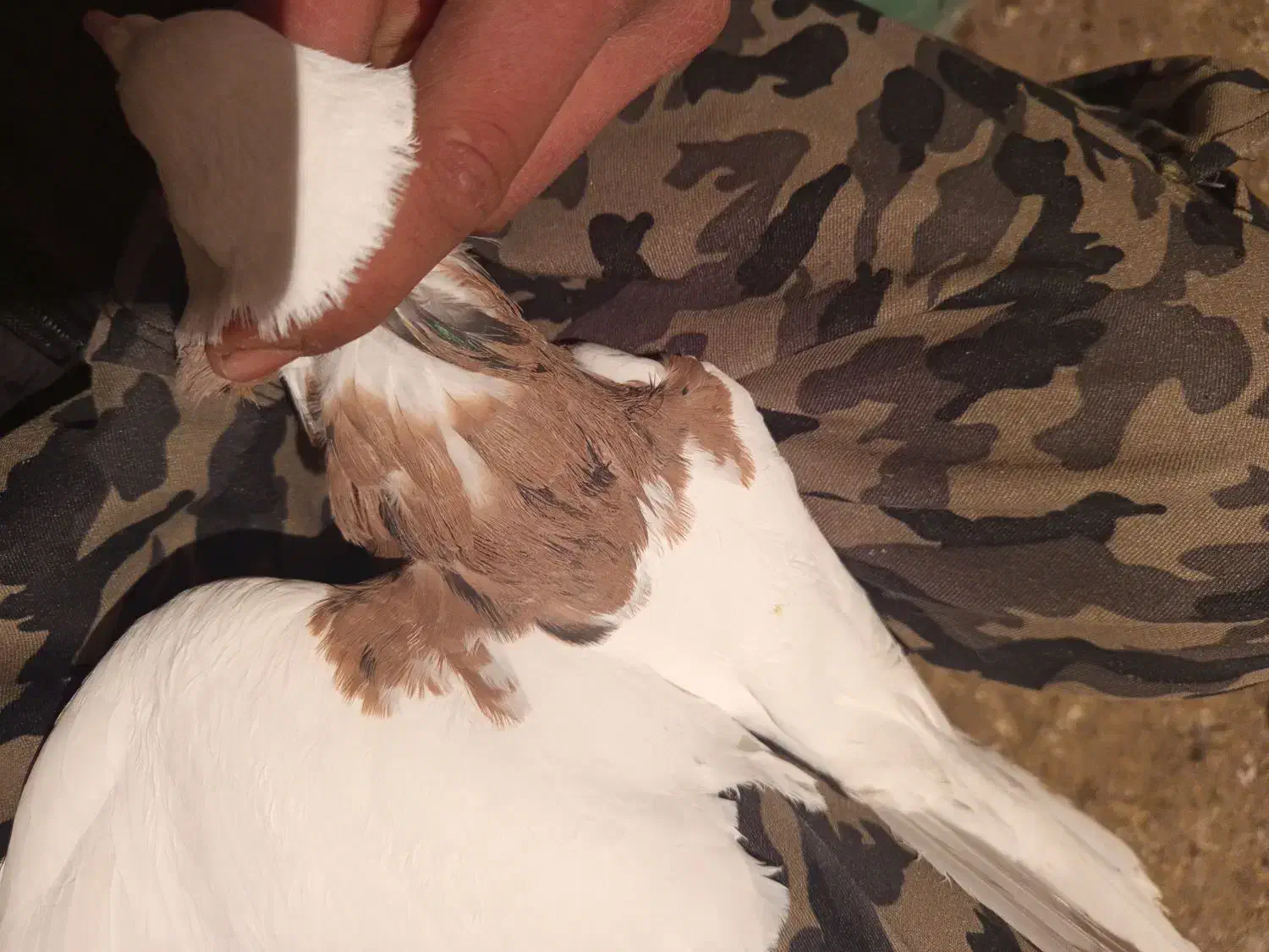 کبوتر طوقی زرد|حیوانات|همدان, |دیوار