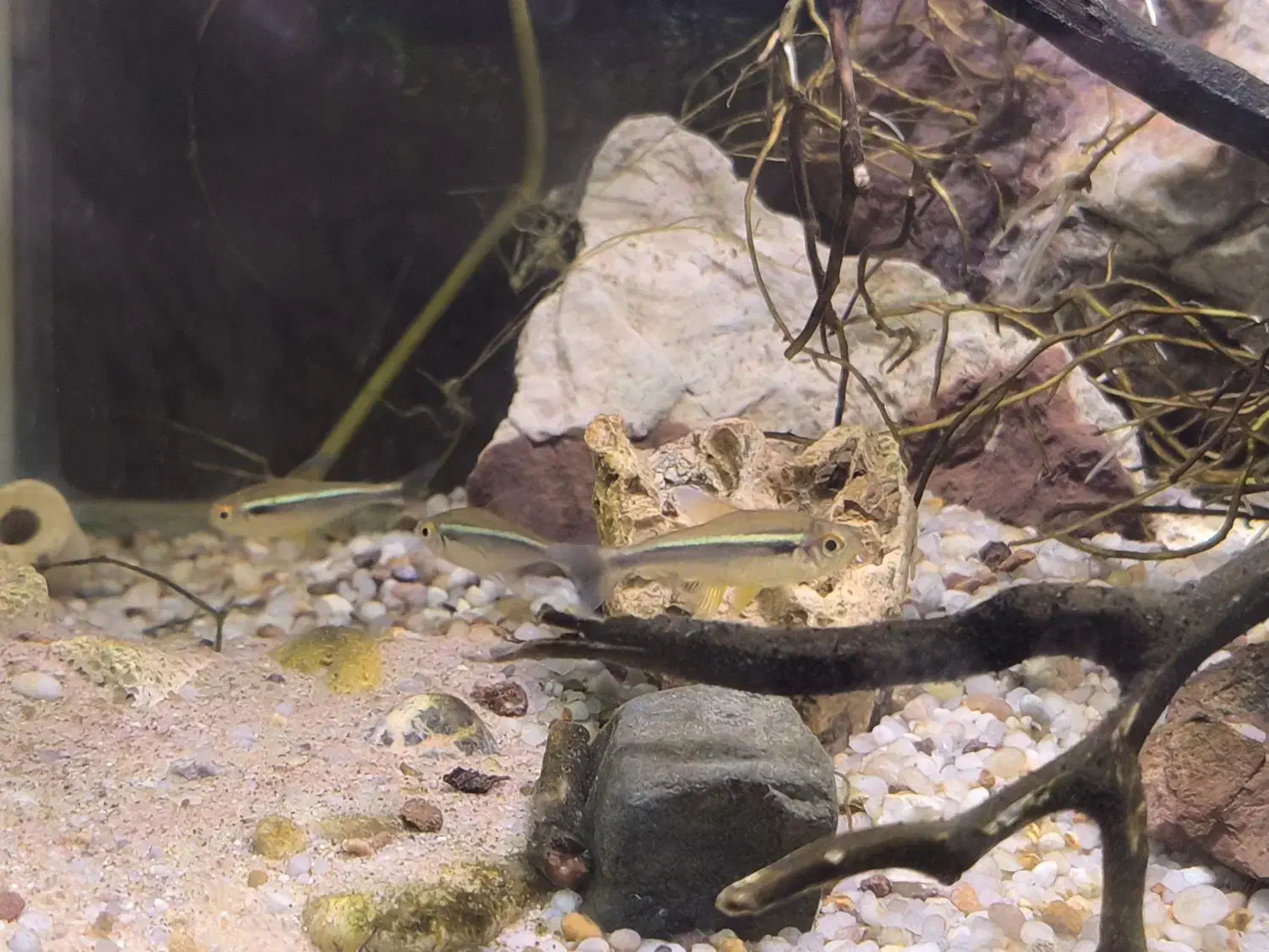 ماهی تترا|ماهی|صحنه, |دیوار