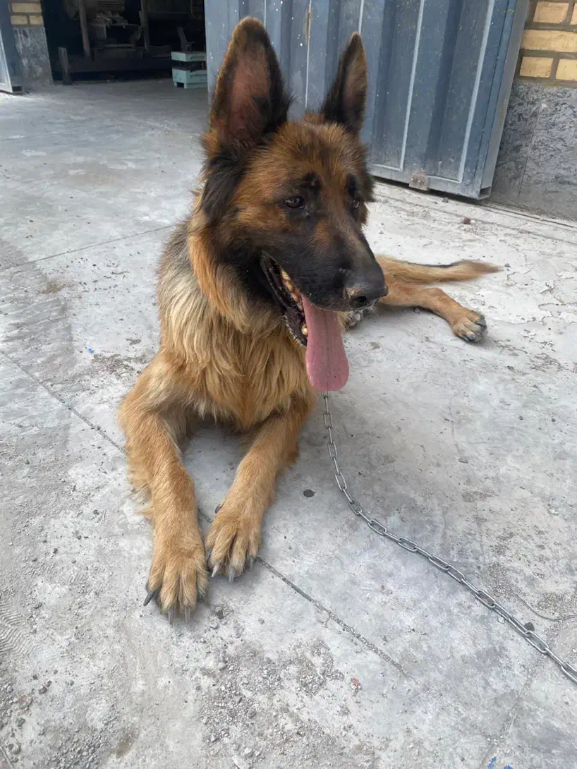 سگ ژرمن شولاین|سگ|پاکدشت, پاکدشت (مامازند)|دیوار