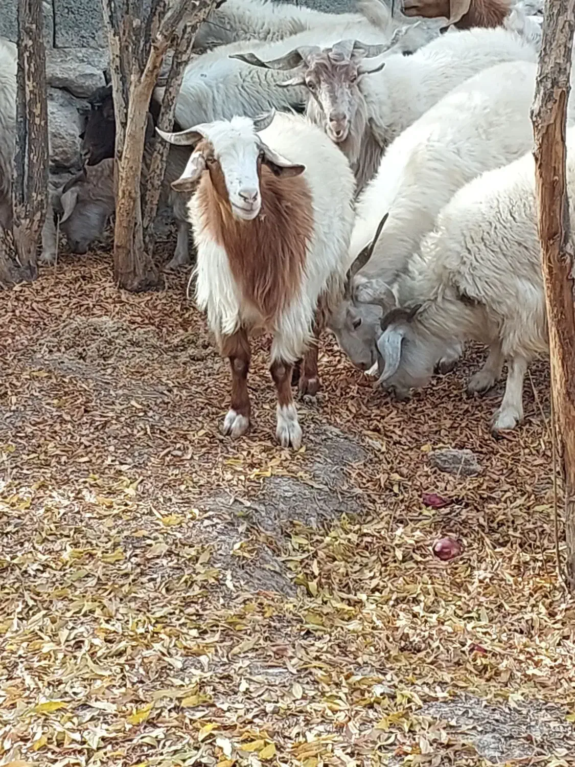 کهره بره چپش|حیوانات مزرعه|ارزوئیه, |دیوار