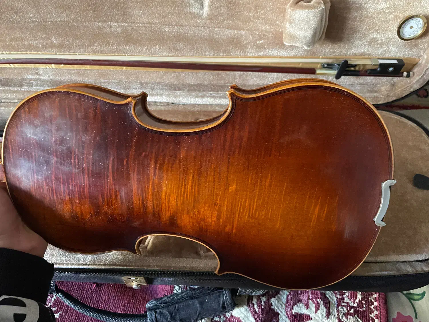 ویولن حرفه ای|ویولن|دوگنبدان, |دیوار