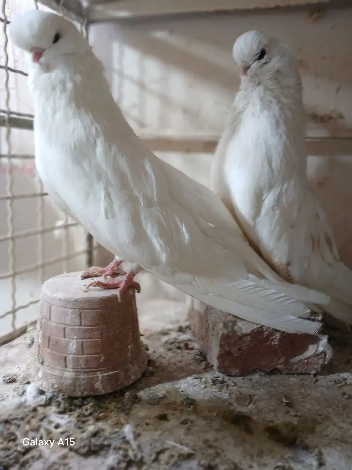 کبوتر نوک قنار اصل|پرنده|تهران, توحید|دیوار