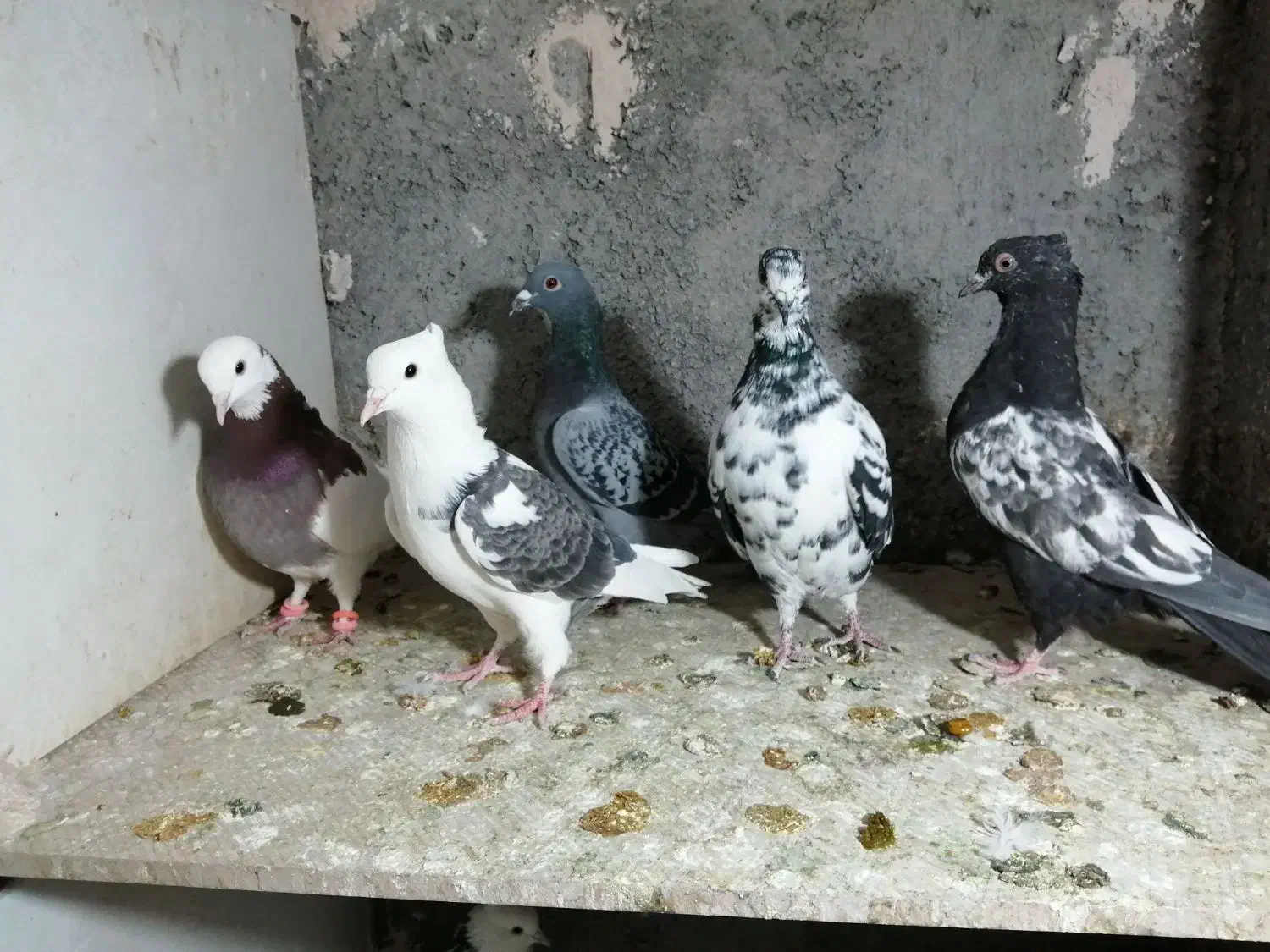 ساعت طرح کفتر معاوضه|ساعت|فردوس (خراسان), |دیوار