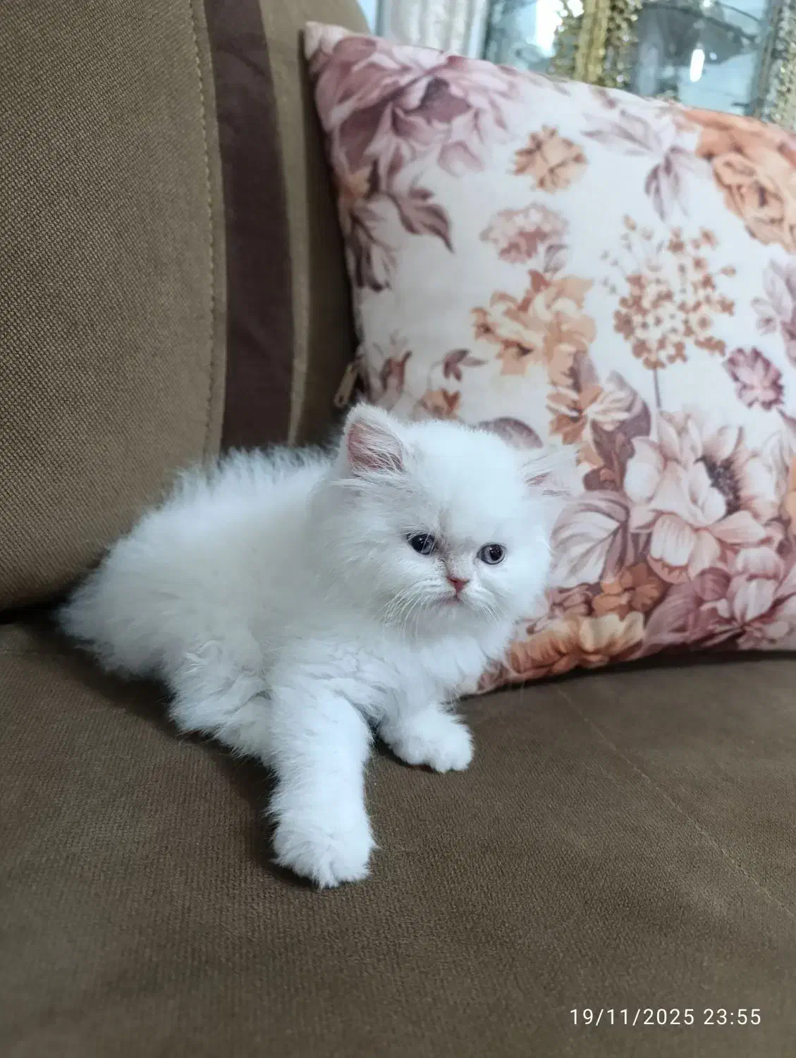 سرپرستی گربه پرشین عروسکی|گربه|ارومیه, |دیوار