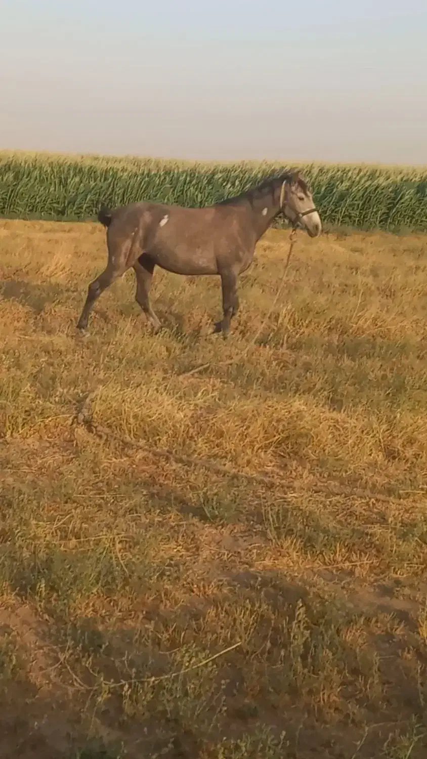 مادیان ۵ساله نژاد کرد یورقه|اسب و تجهیزات اسب‌سواری|قزوین, |دیوار