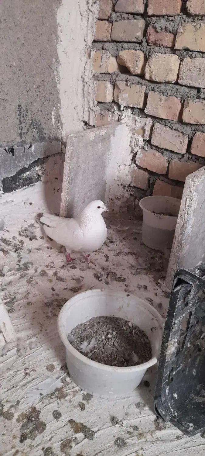 فروش کبوتر|پرنده|بیجار, |دیوار