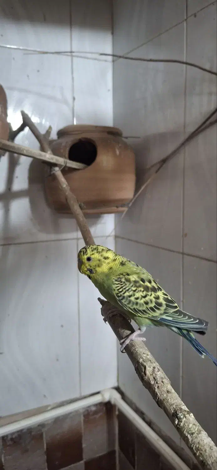 مرغ عشق|پرنده|بیرجند, |دیوار