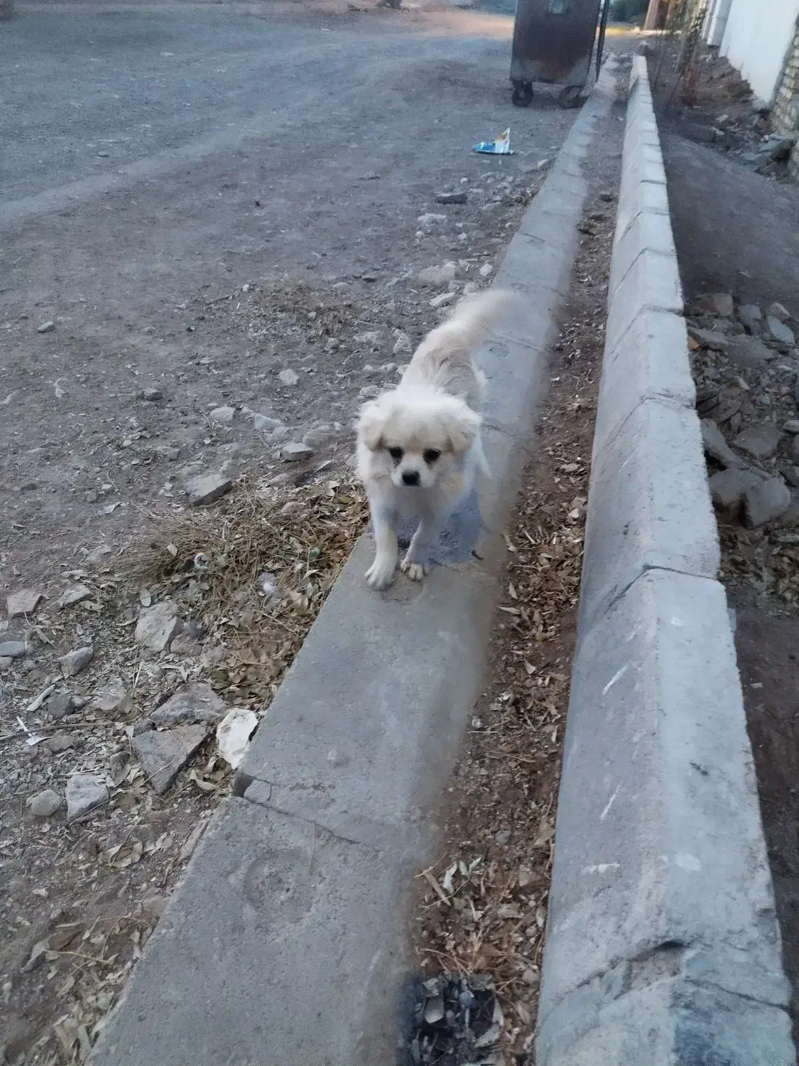 سگ پامر نر بالغ|سگ|بشاریات, |دیوار