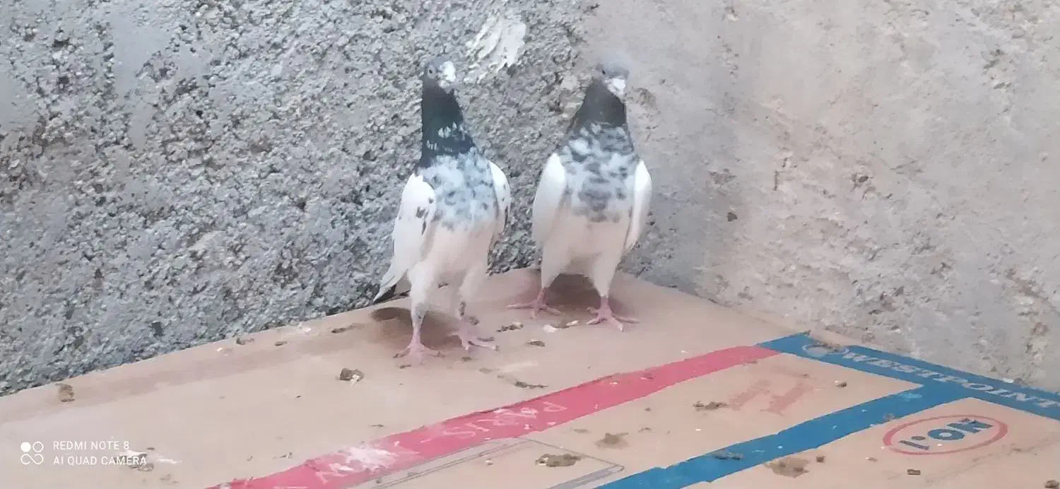 تعدادکبوتر سبز و دوتا شیخ پاکستانی|پرنده|خورموج, |دیوار