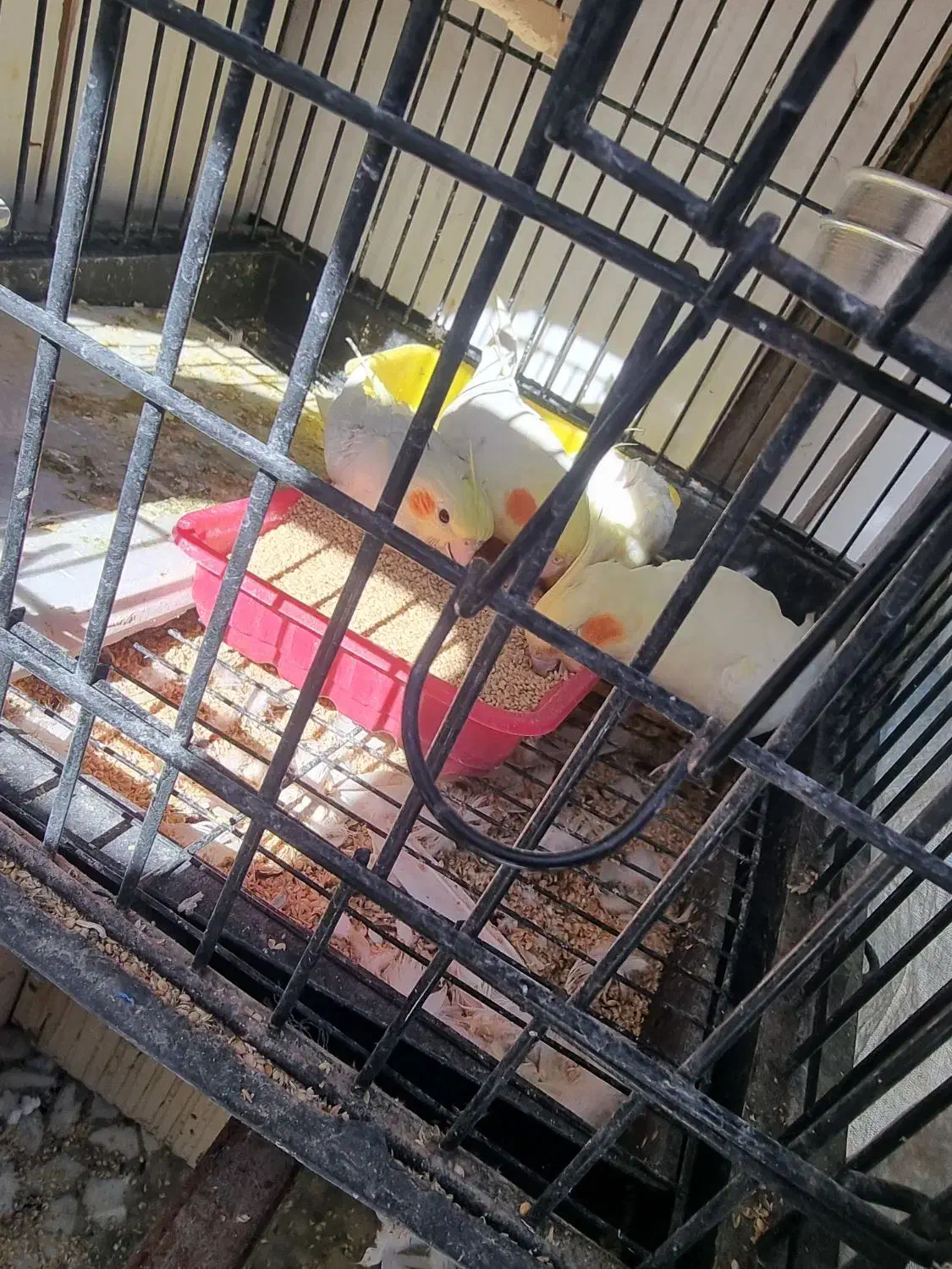 عروس هلندی گمشده|حیوانات|زاهدان, |دیوار