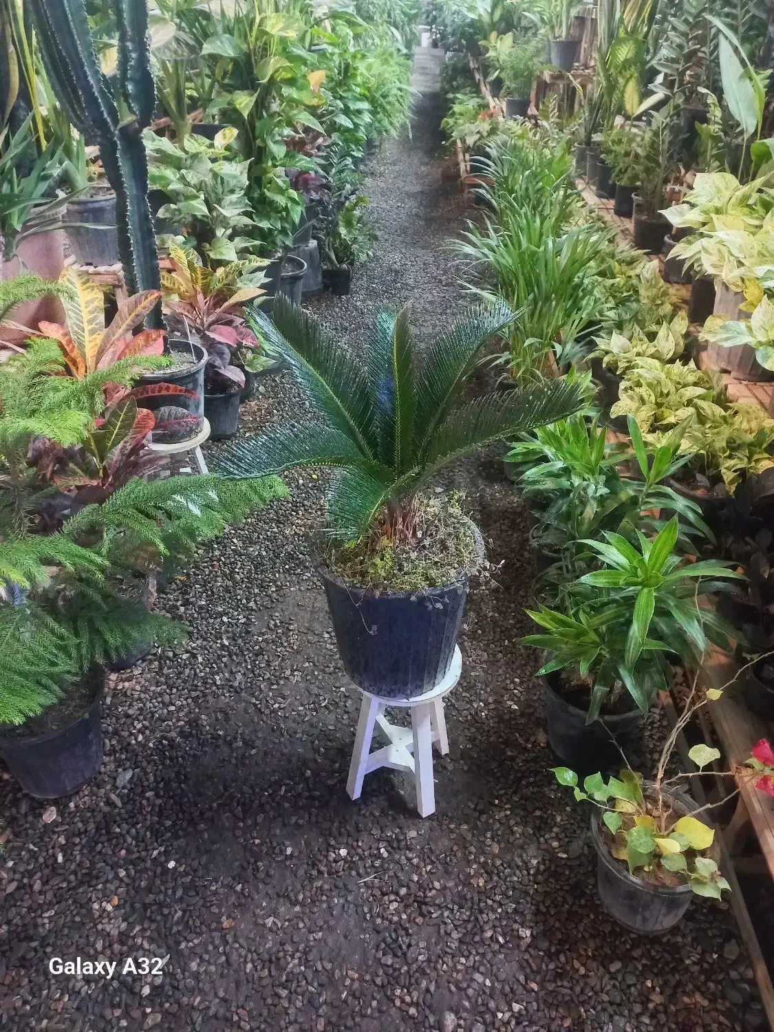 گلهای برگ درشت|گل و گیاه طبیعی|مشهد, حضرت حجت|دیوار