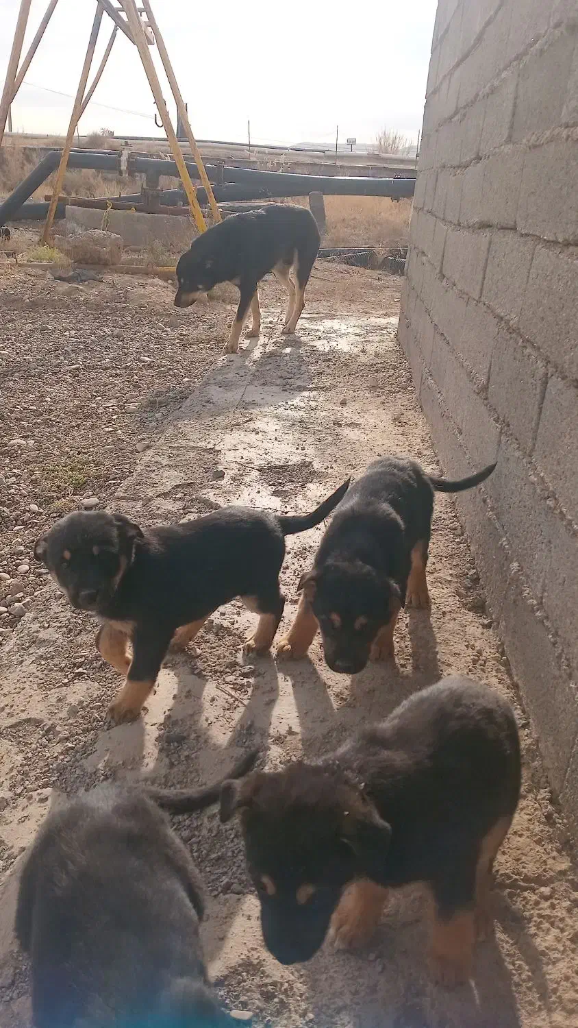 سگ خوب|سگ|حلب, |دیوار