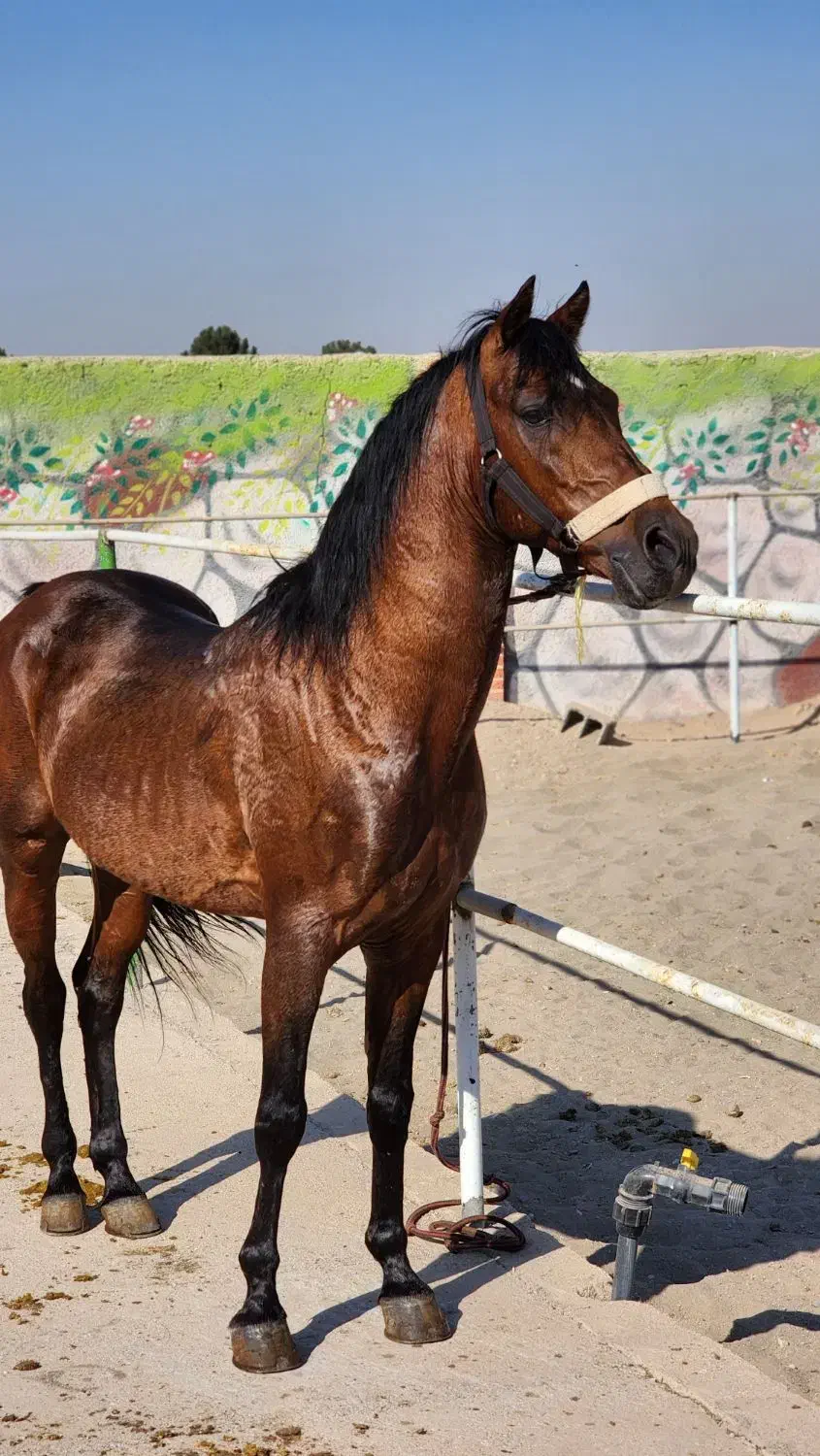 اسب کرد فوق‌العاده تیپ دار|اسب و تجهیزات اسب‌سواری|رباط‌کریم, انجم آباد|دیوار