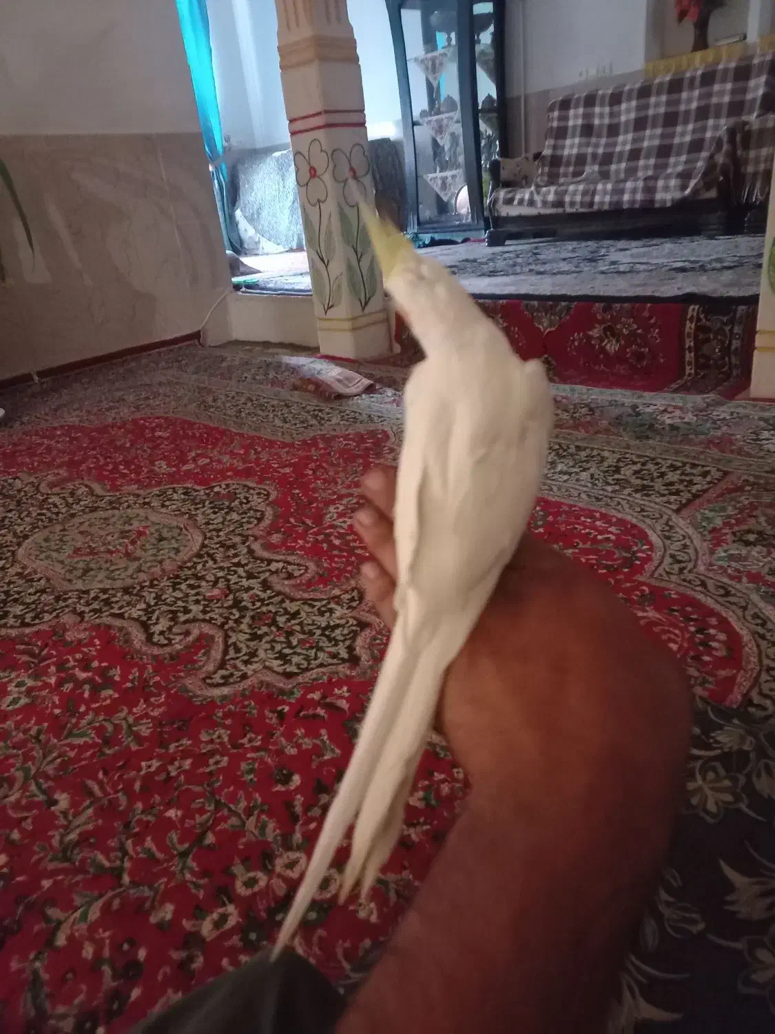 عروس هلندی تازه ب حرف امده|پرنده|بردسیر, |دیوار