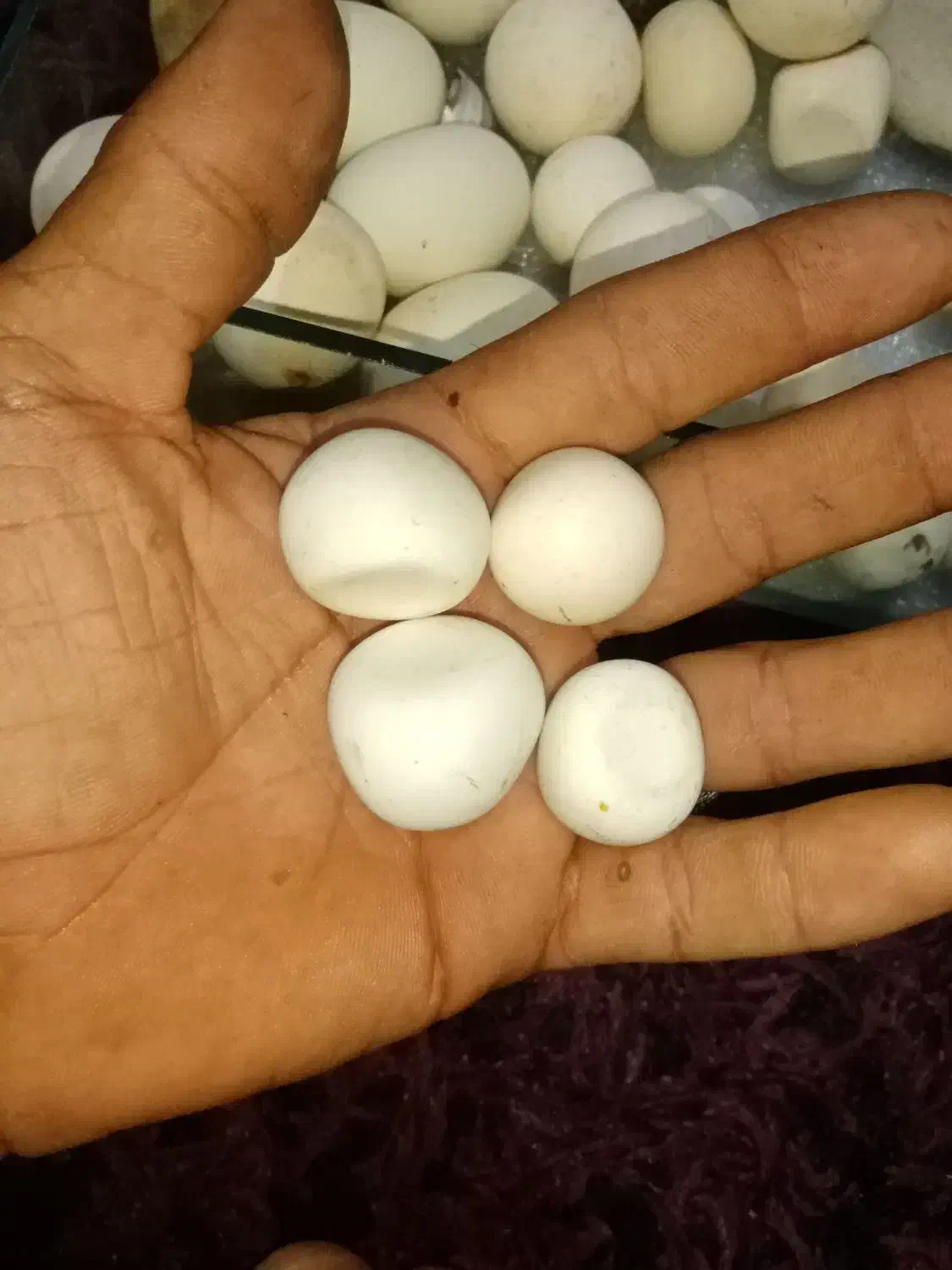 سنگ آسیاب اصل|کلکسیون اشیاء عتیقه|فسا, |دیوار