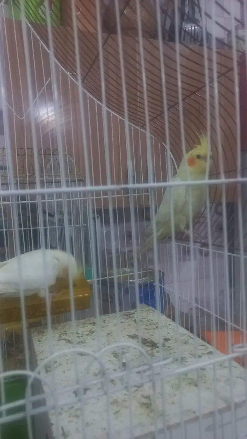 ۲تا عروس هلندی سرحال وآواز خوان|پرنده|زاهدان, |دیوار