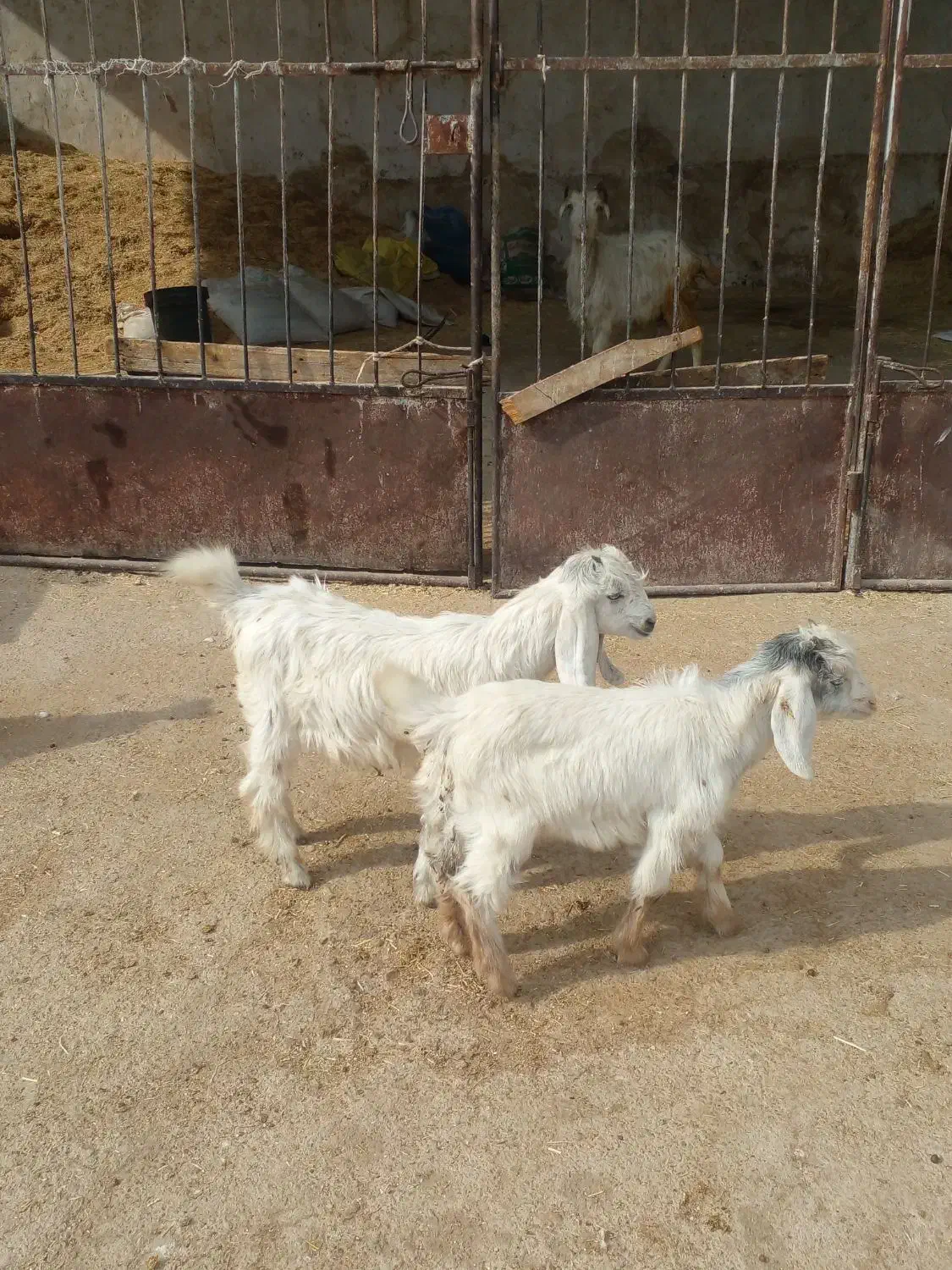 ۳ تا کهره شیری خوراک خور|حیوانات مزرعه|کازرون, |دیوار