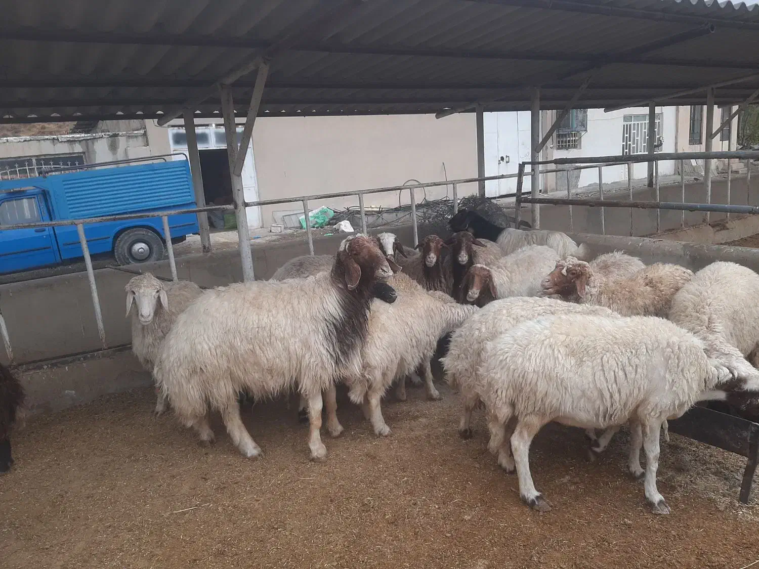 میش ابستن درجه یک مال داشتی|حیوانات مزرعه|سیوان, |دیوار