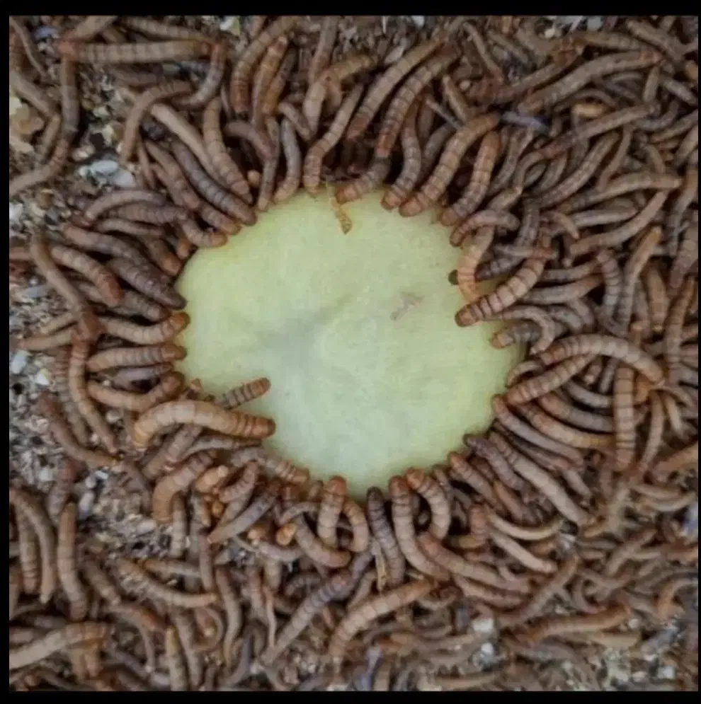 فروش کرم میلورم بصورت عمده وخورده|خزنده|مراغه, |دیوار