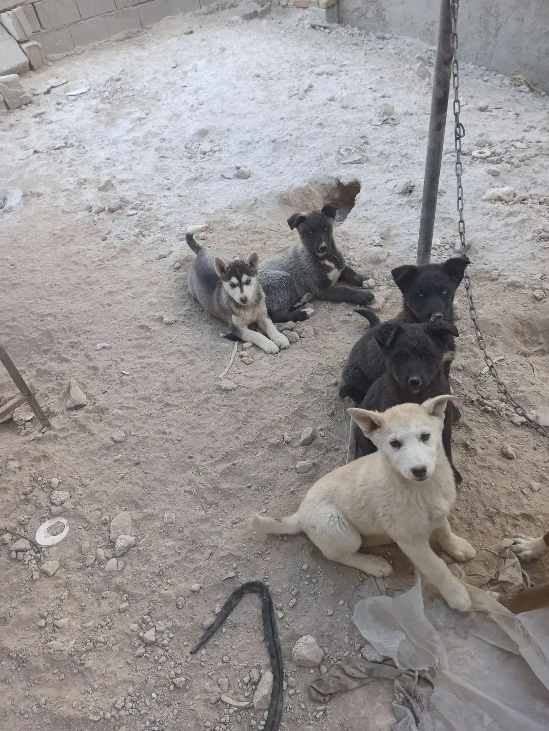 توله سگ های هاسکی|سگ|بستان آباد, |دیوار