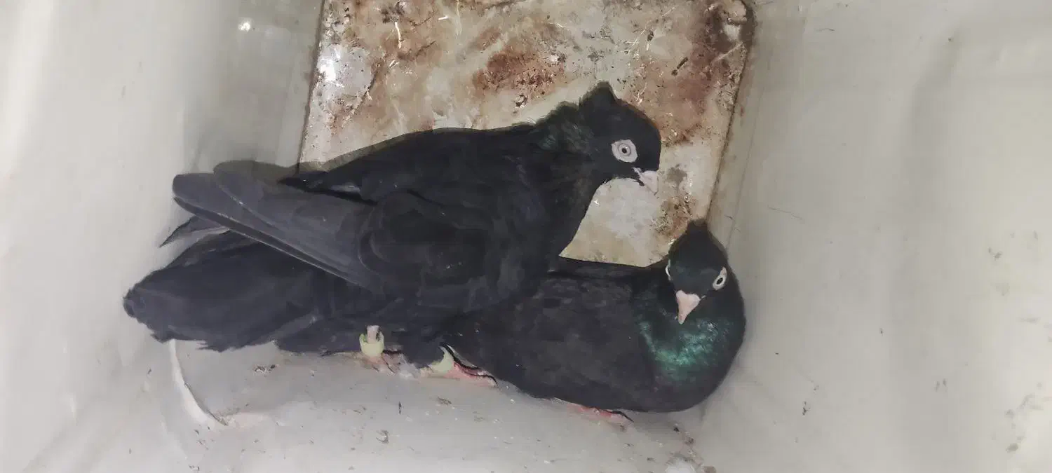 یه جفت سیاه ذاغ|پرنده|کوه چنار, |دیوار