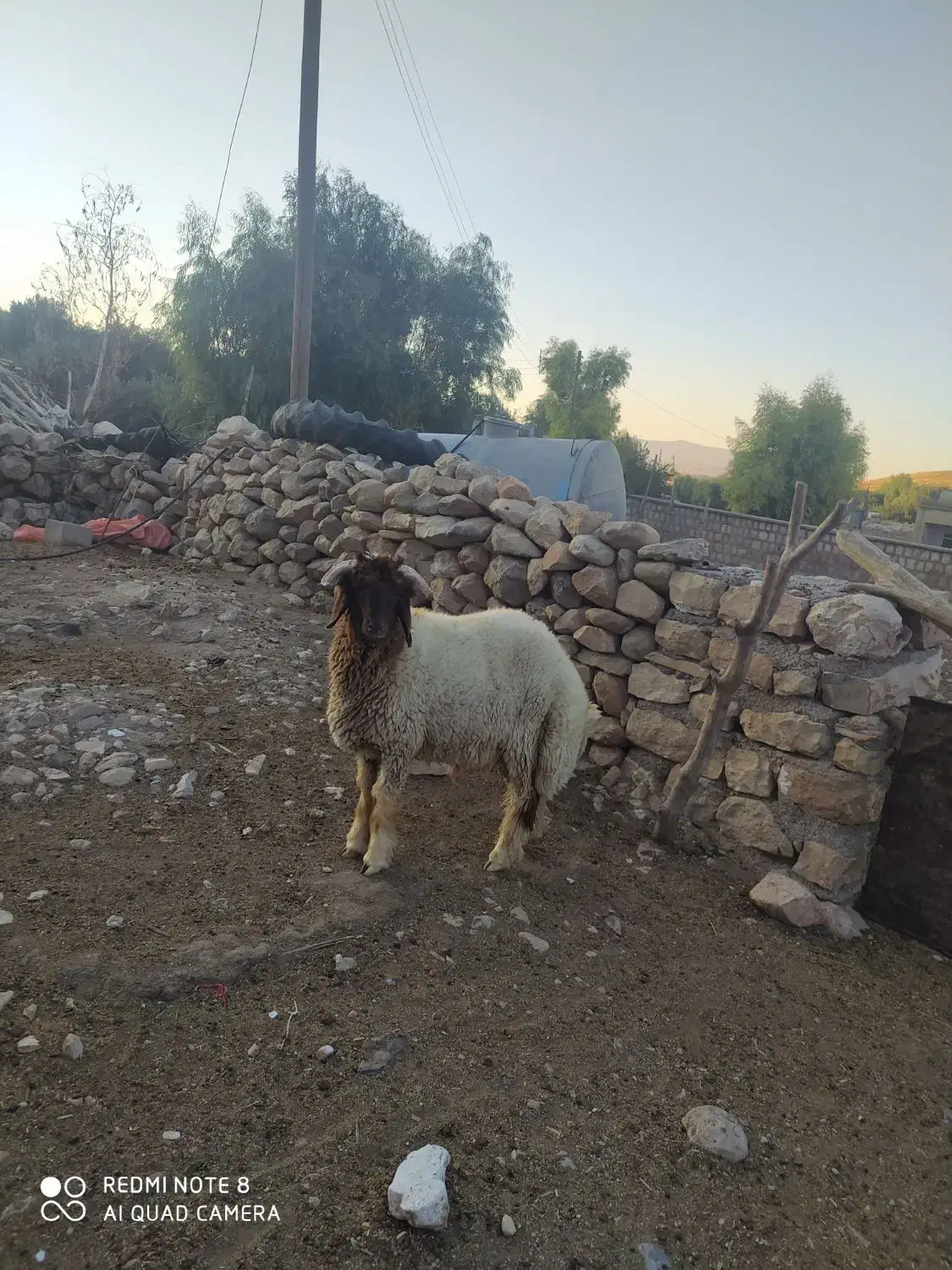 قوچ داشتی ۴ سال به شرط|حیوانات مزرعه|آبدانان, |دیوار