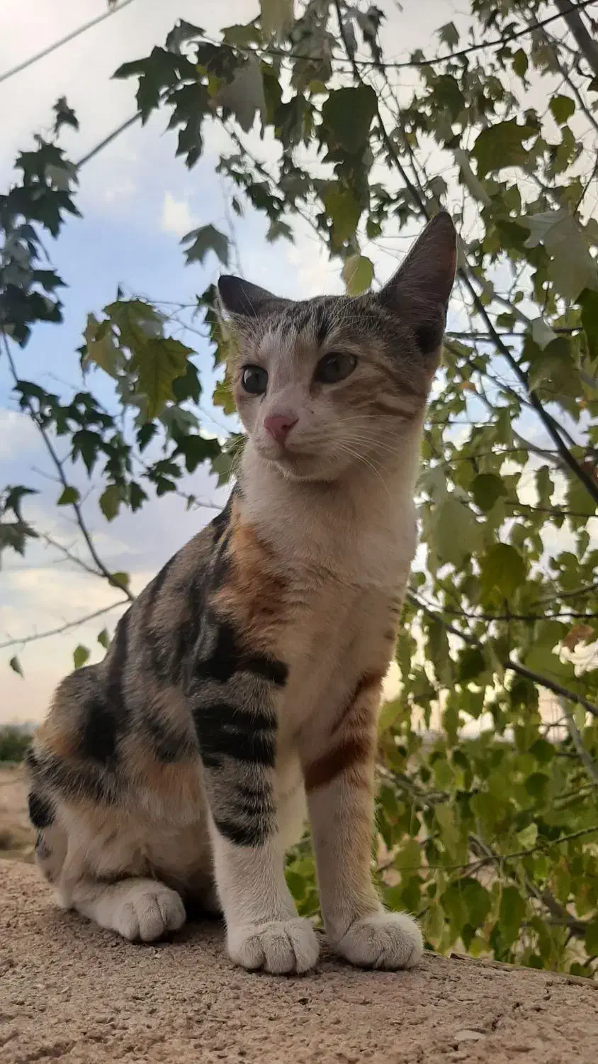 گربه گمشده منطقه شهید صالحی  کدخدایی|گربه|اسفراین, |دیوار