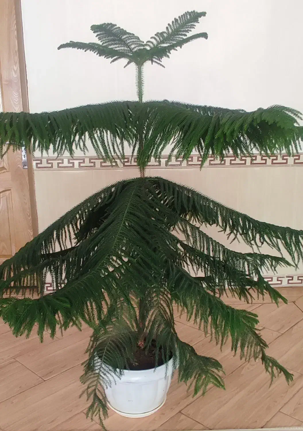 گل خانگی|گل و گیاه طبیعی|صحنه, |دیوار