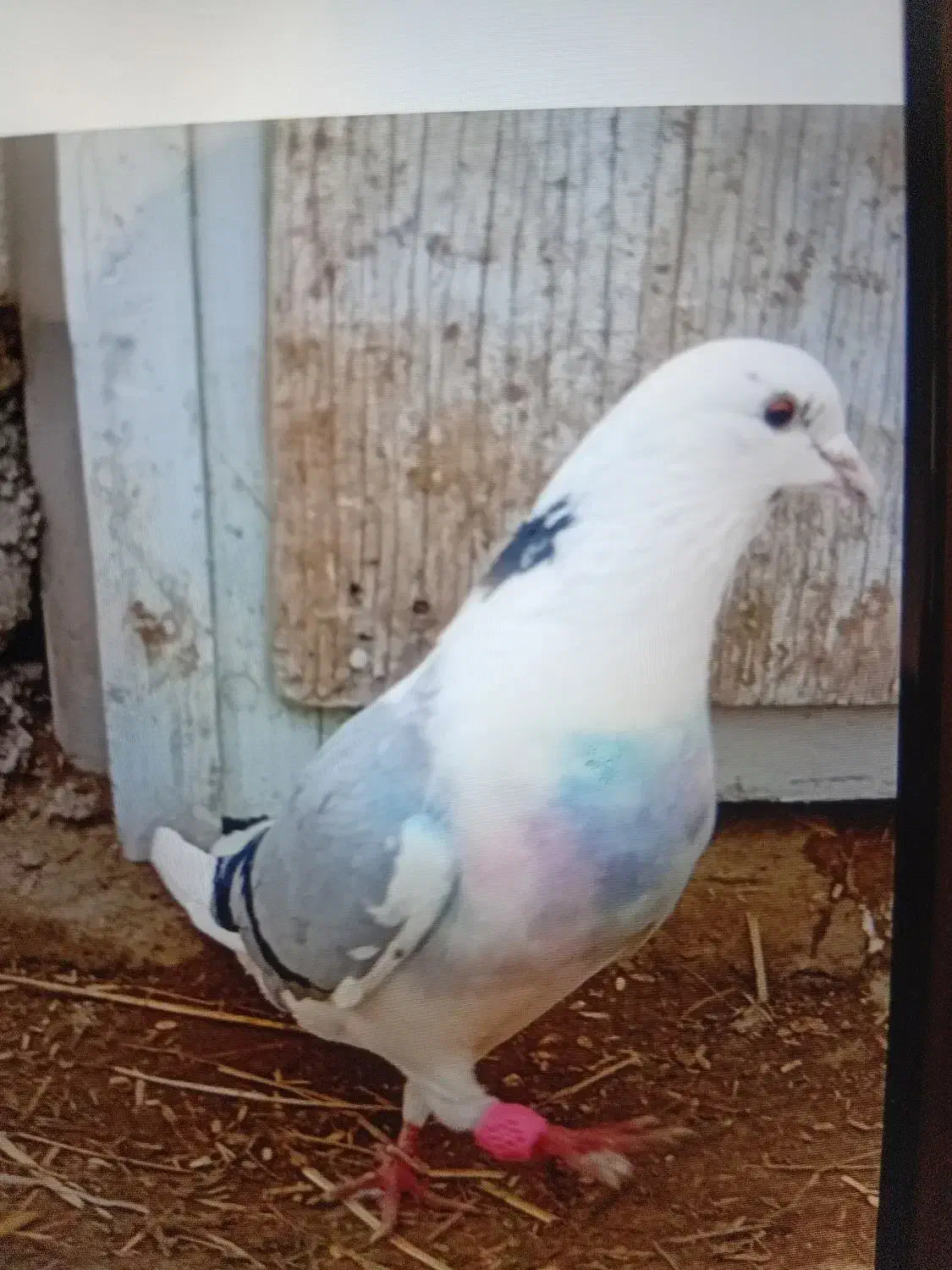 کبوتر|کلکسیون و سرگرمی|گمیشان, |دیوار