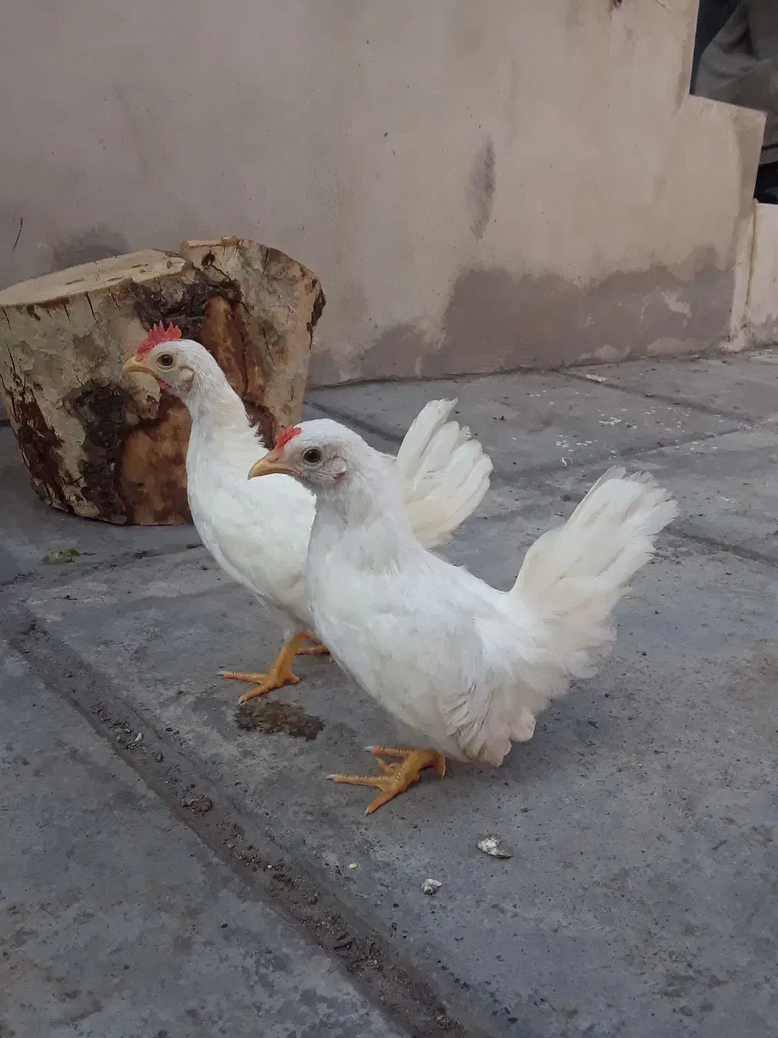 جوجه جاپنیز سفید پاک در انزلی|حیوانات مزرعه|رشت, کوی عرفان|دیوار