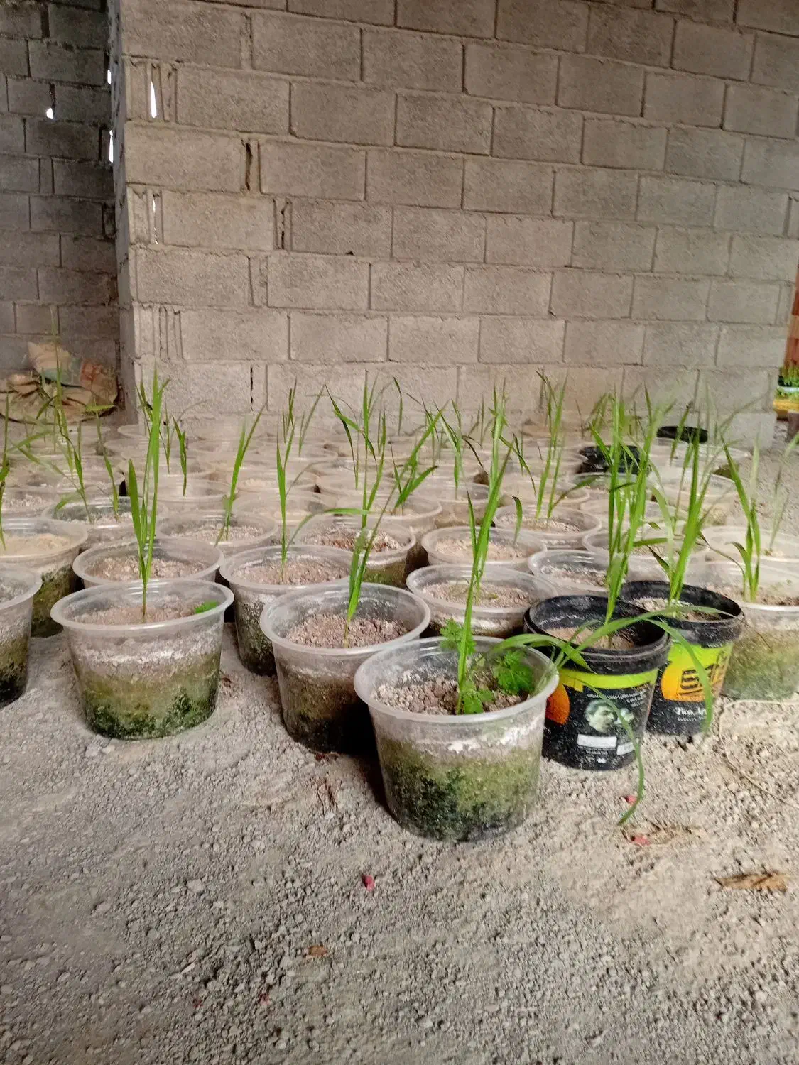 نشا پالم مرغوب و مناسب دونه ای .۲۰۰ عدد|گل و گیاه طبیعی|سرخرود, |دیوار